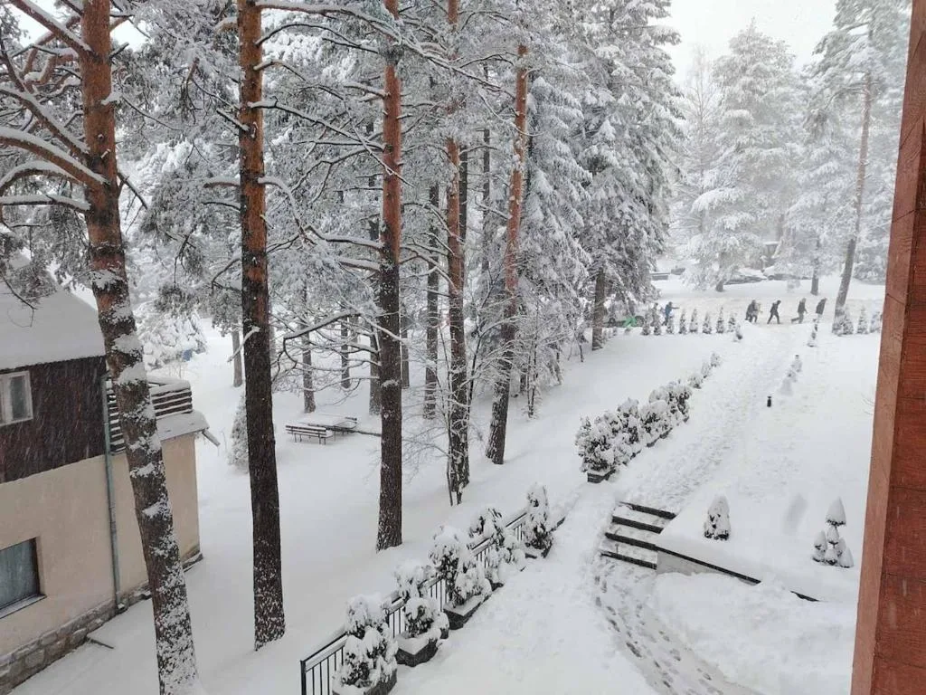 Zlatibor pod snegom — borova šuma oko apartmana